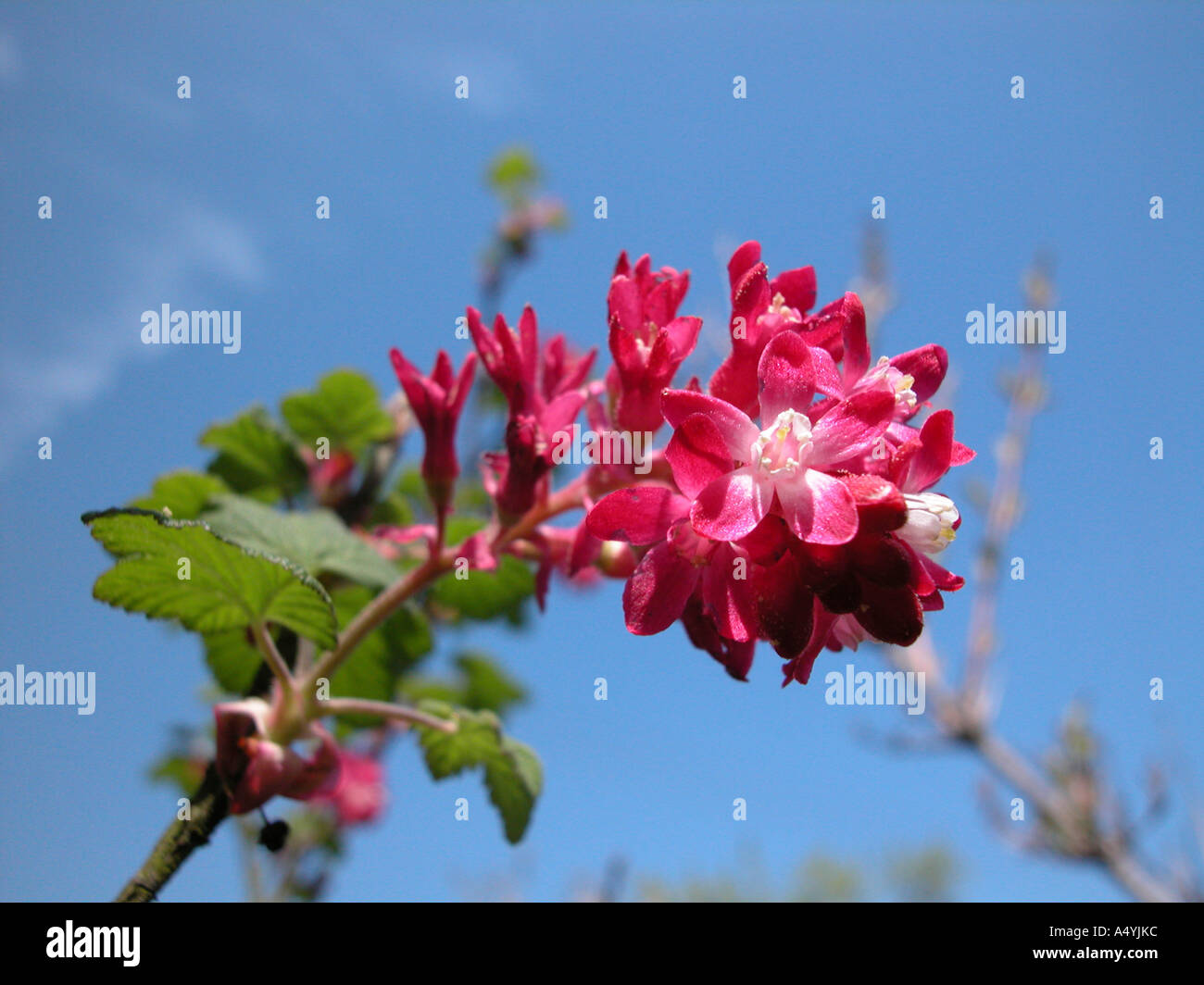 Un fiore in basso nella parte anteriore del cielo Foto Stock