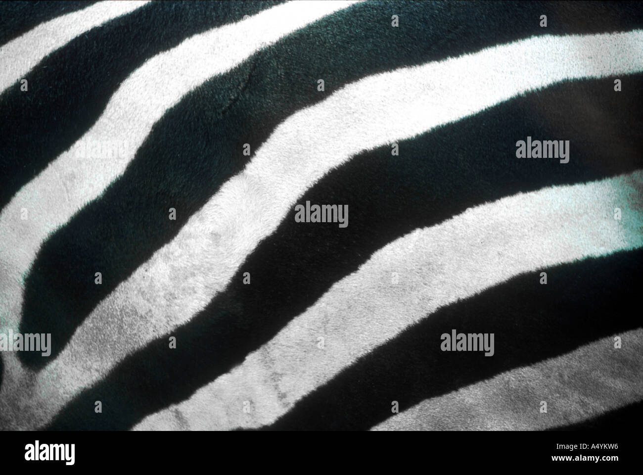 Close-up di strisce della zebra Foto Stock