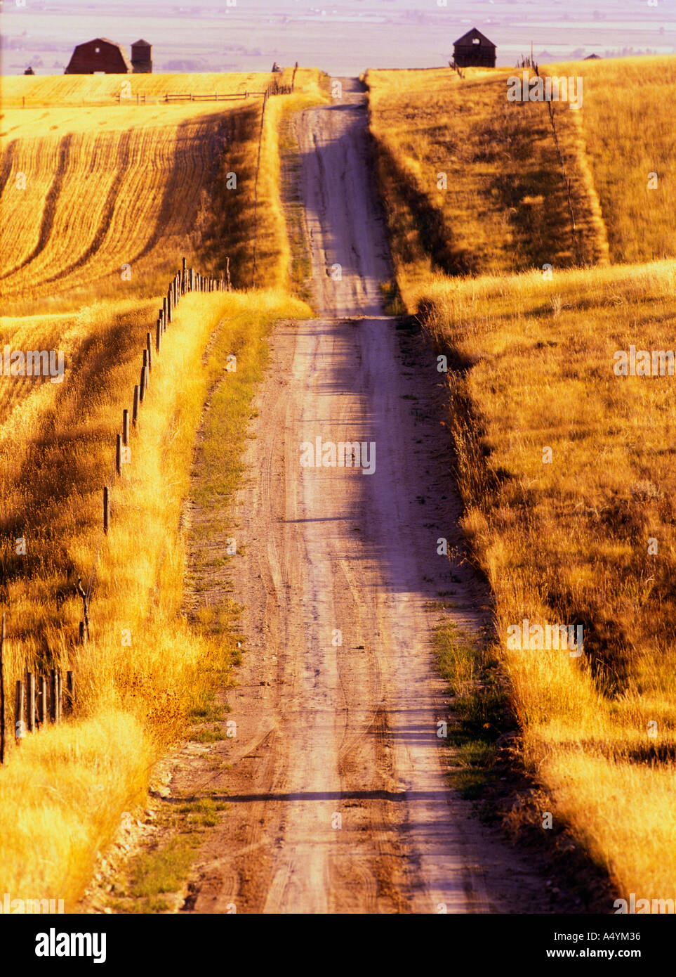 Sterrato sterrato attraverso il raccolto di grano campi di stoppie in tarda estate in Valle Gallatin Montana USA Foto Stock