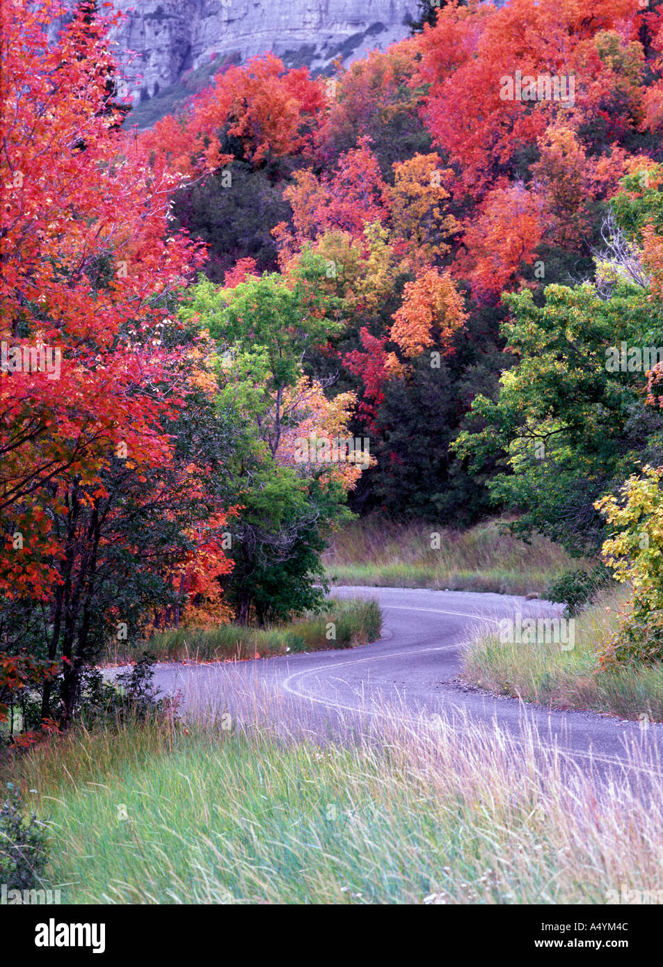 Avvolgimento su strada attraverso il bosco in autunno colori Wasatch Mountains USA Utah Foto Stock