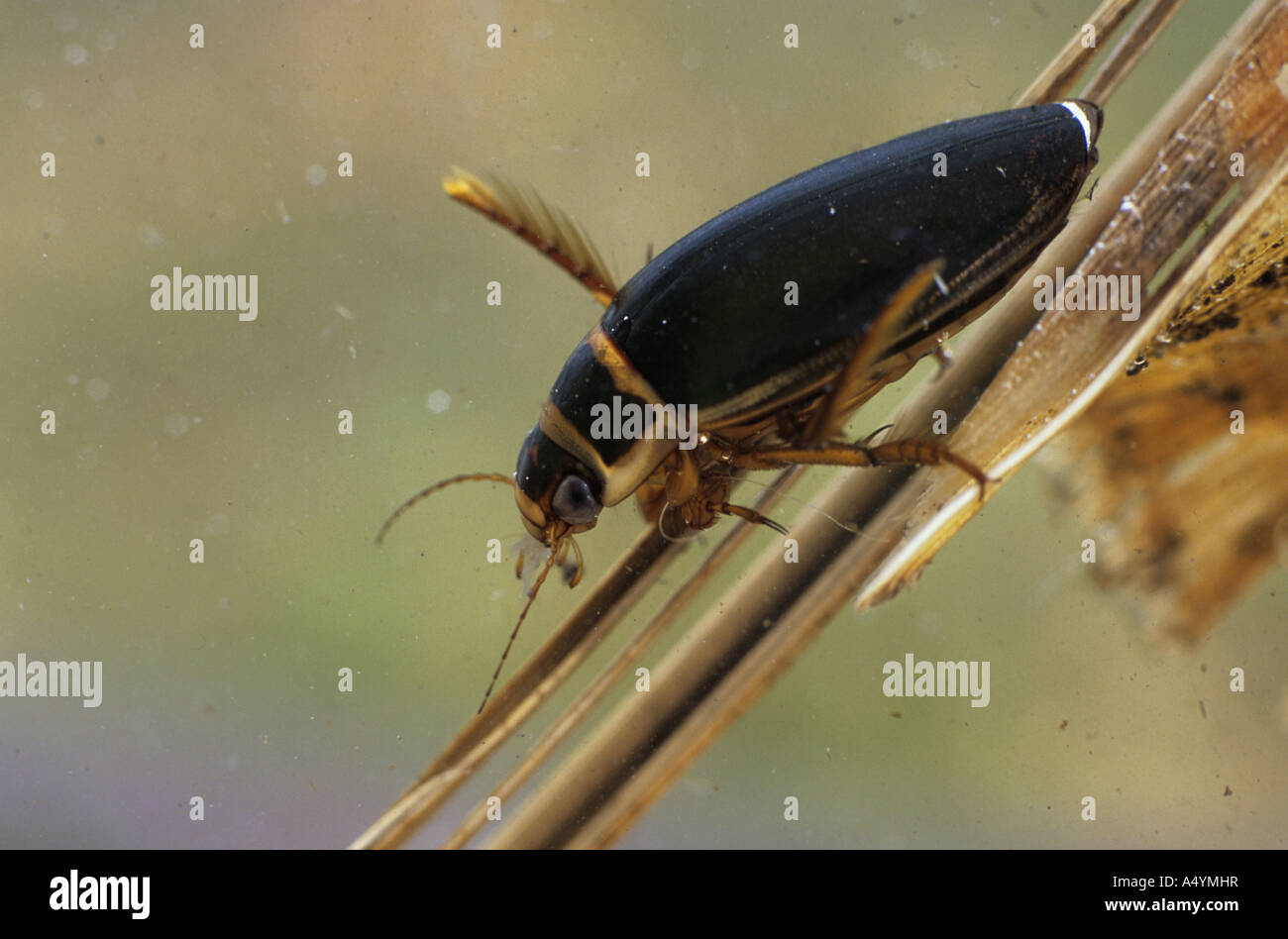 Grande diving beetle Dytiscus marginalis Foto Stock