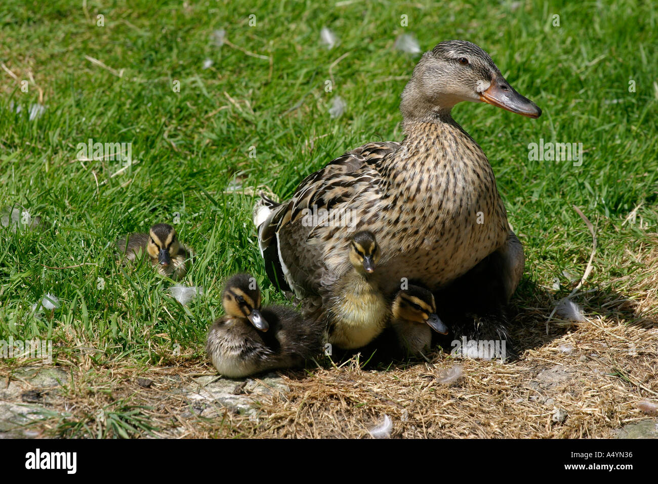 Mallard Duck femmina con anatroccoli pulcini Foto Stock