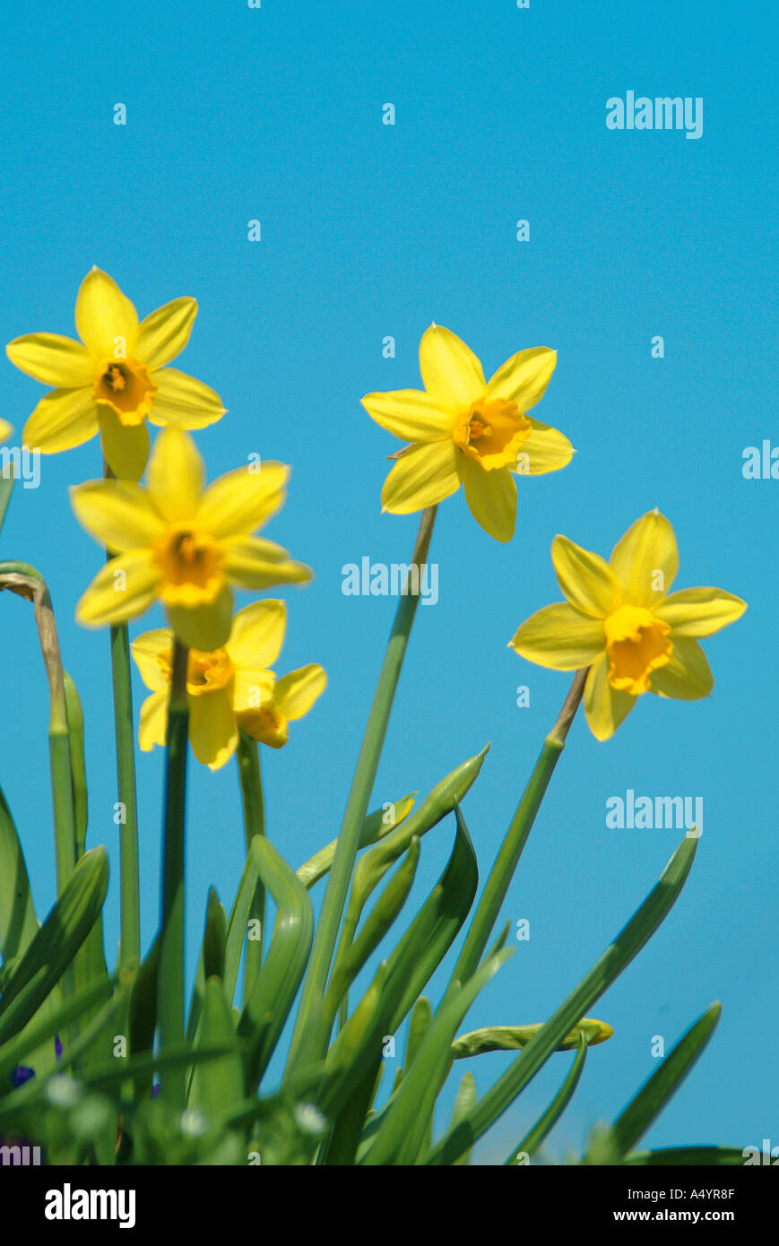 Narcisi Narzissen Foto Stock