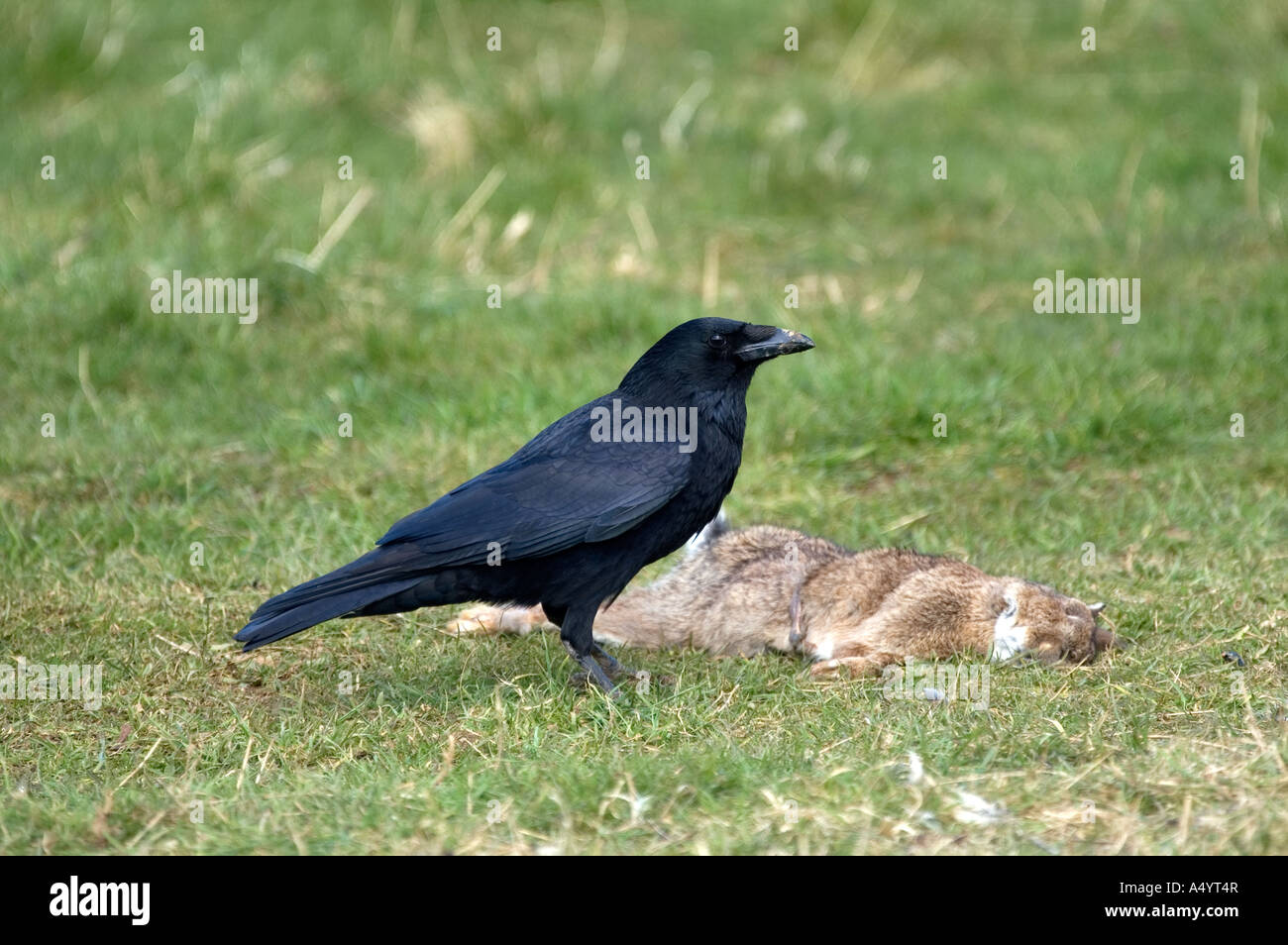 Carrion crow Corvus corone corone con coniglio morto è stato alimentazione su Foto Stock