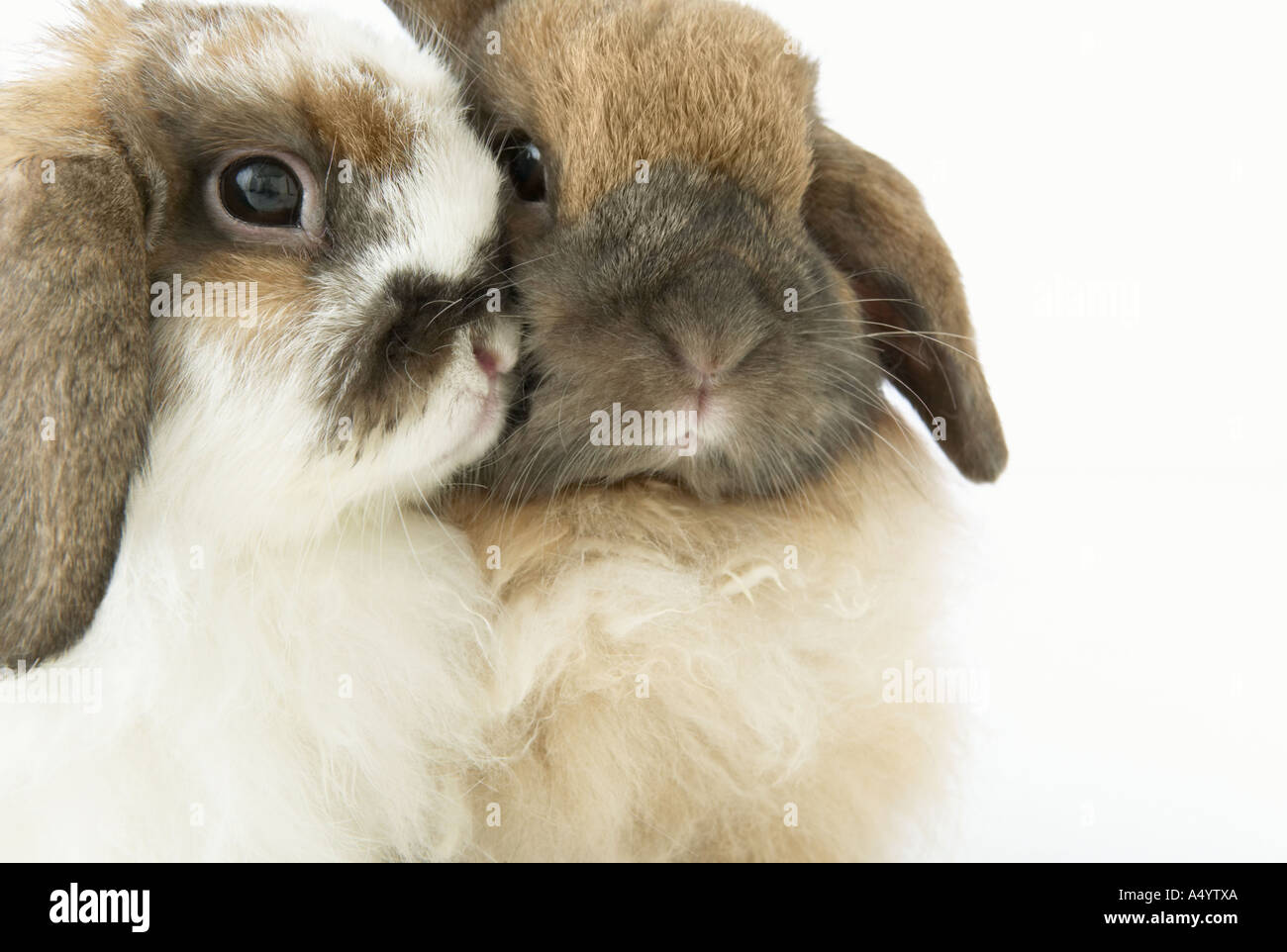 Due simpatici coniglietti guancia a guancia Foto Stock