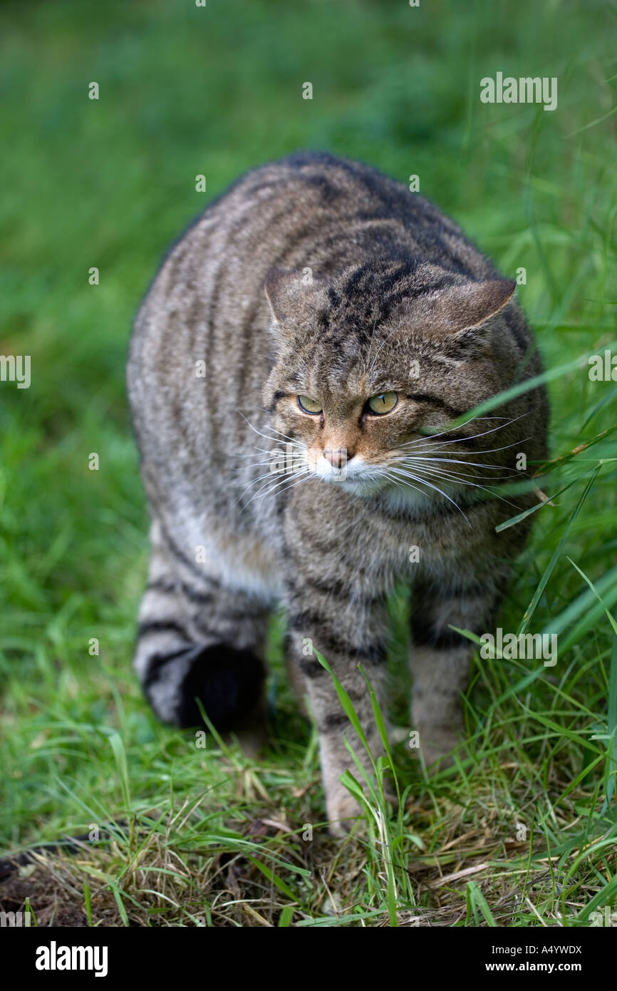 Il gatto selvatico Felix sylvestris in cattività Cornovaglia Foto Stock