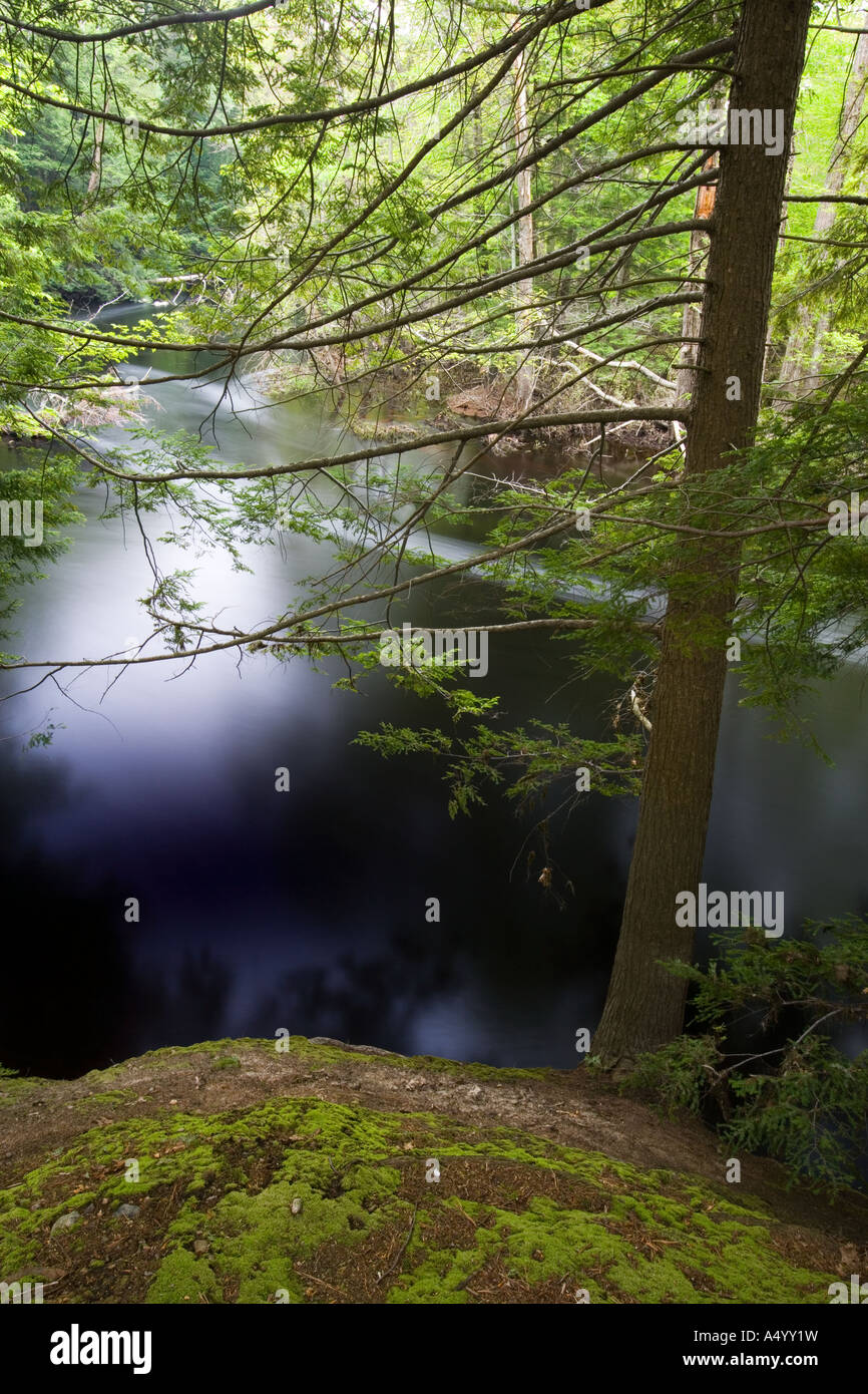 La cicuta alberi sulle rive del fiume di Ipswich presso la contea di Essex Greenbelt Associazione s Julia Bird Prenotazione in Ipswich MA Foto Stock