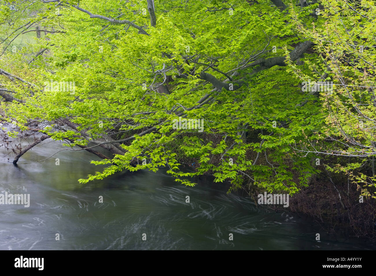 Il fiume di Ipswich in Essex County Massachusetts USA Foto Stock