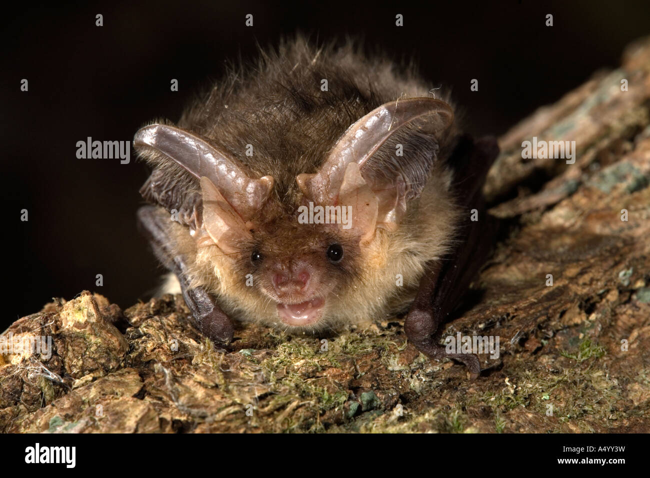 Brown long eared bat Plecotus auritus su un registro che mostra le caratteristiche facciali Foto Stock