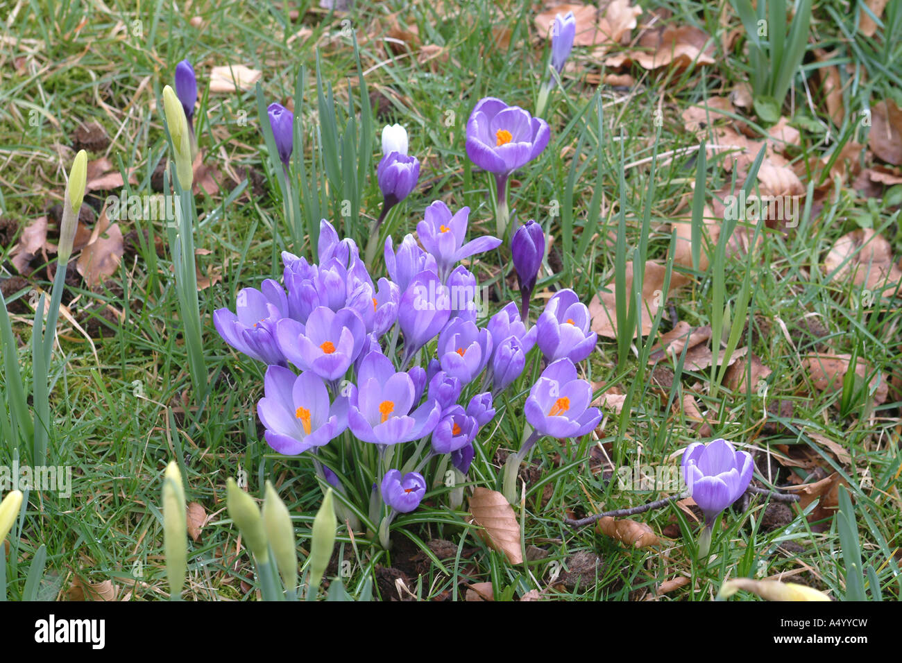 Croco viola Foto Stock