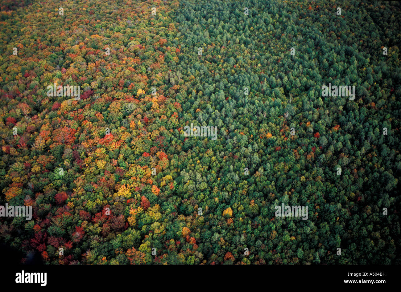 Carroll NH alle foreste di latifoglie nel White Mountain National Forest a nord di Mt Lafayette e Mt Garfield Foto Stock