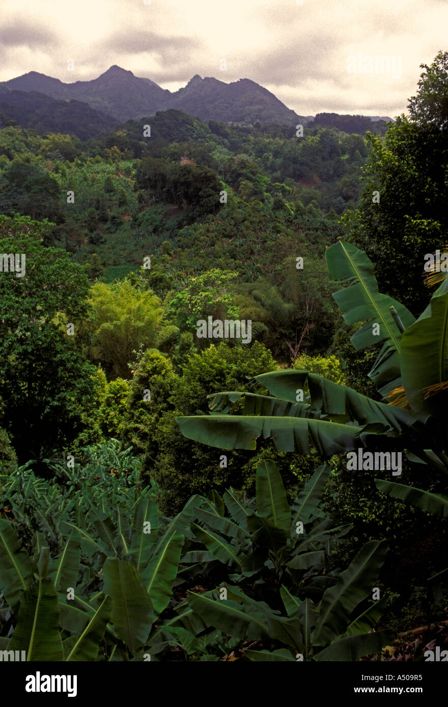 Sentiero escursionistico, foresta pluviale, Parco nazionale Grand Etang e riserva di Foresta, Parco nazionale Grand Etang, riserva forestale, Grenada Foto Stock