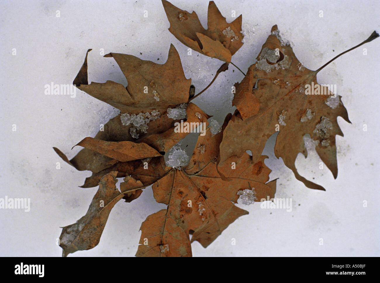 Chinar foglie Foto Stock