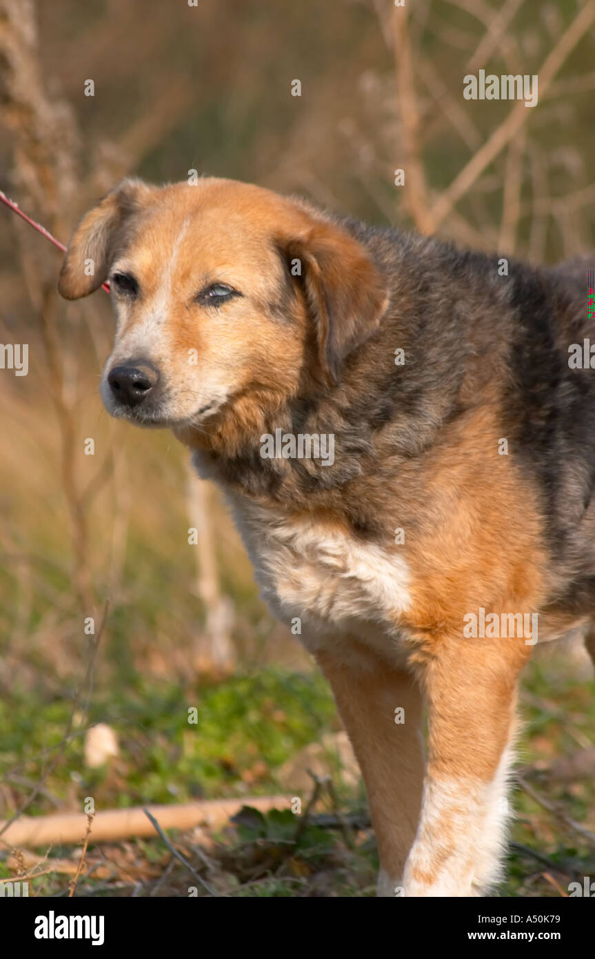 Un cane di tartufo a La Truffe de Ventoux fattoria di tartufo, Vaucluse, Rhone, Provenza, Francia Foto Stock