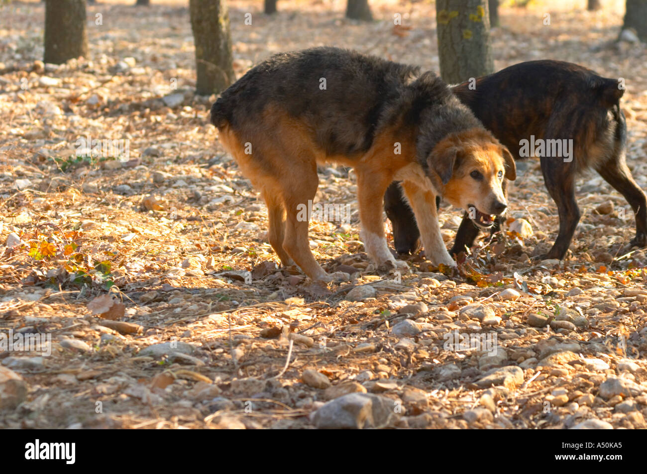 Due cani di tartufo a La Truffe de Ventoux fattoria di tartufo, Vaucluse, Rhone, Provenza, Francia Foto Stock