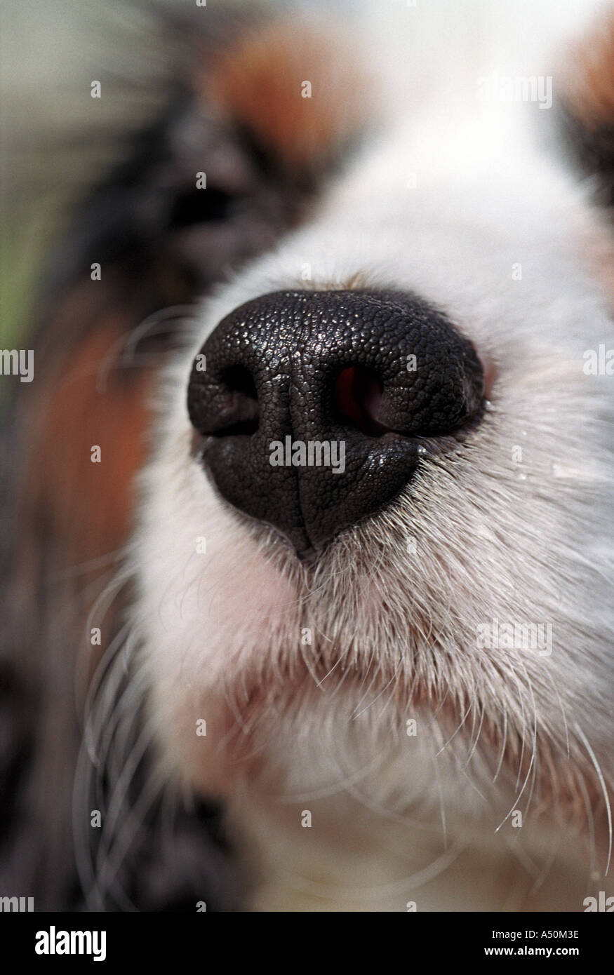 Close up di un naso cani Foto Stock