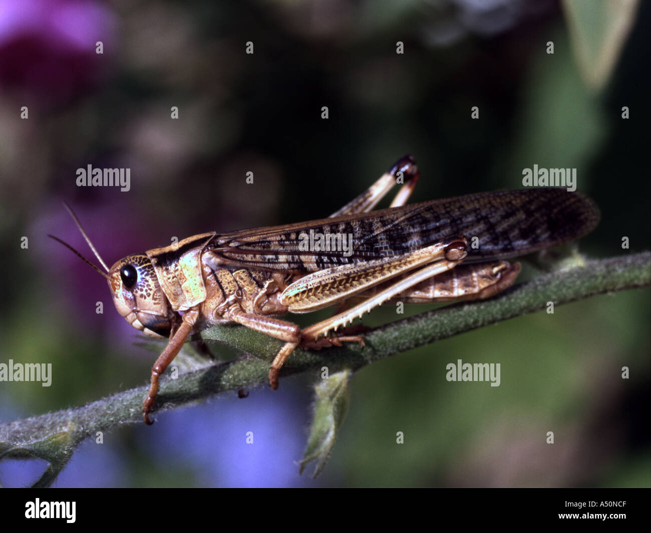 Locust che causare enormi danni alle colture quando a frotte allevati e usato come cibo vivo per anfibi e altri animali domestici Foto Stock