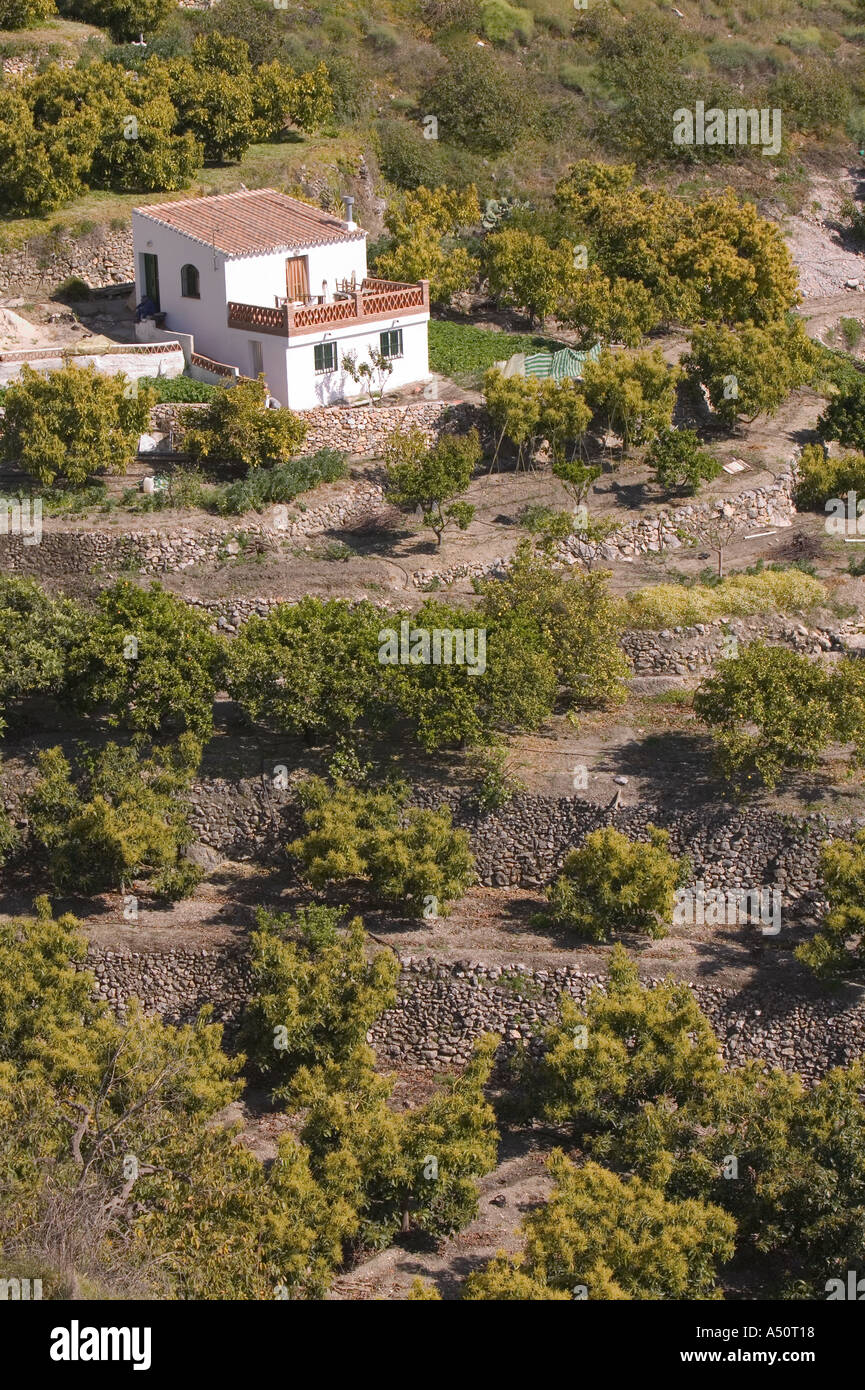 Boschetti di Avocado e cascina in Frigiliana Andalusia Spagna Foto Stock