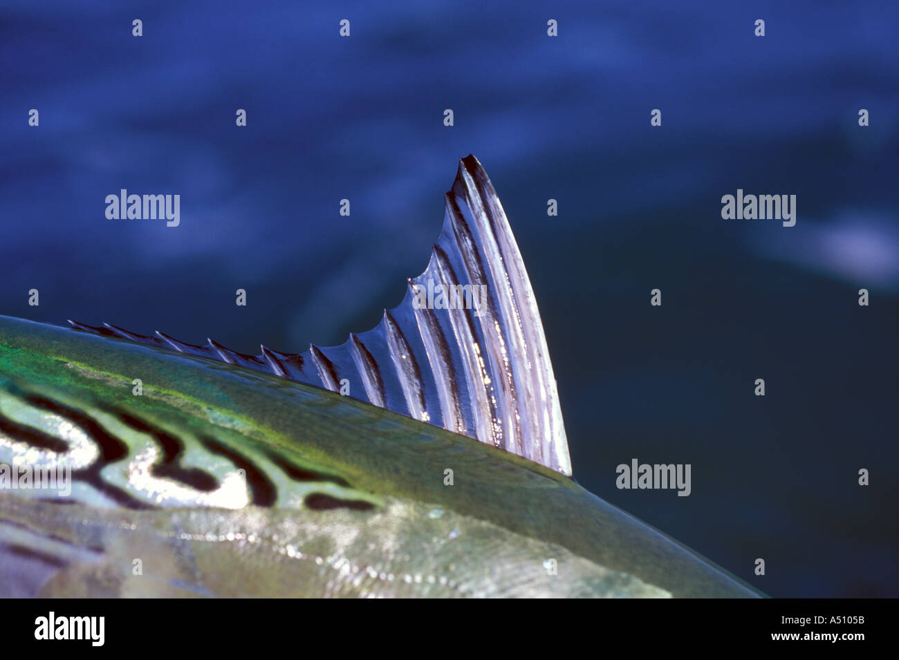 Pinna dorsale del pesce bonito Carolina del Nord STATI UNITI D'AMERICA Foto Stock