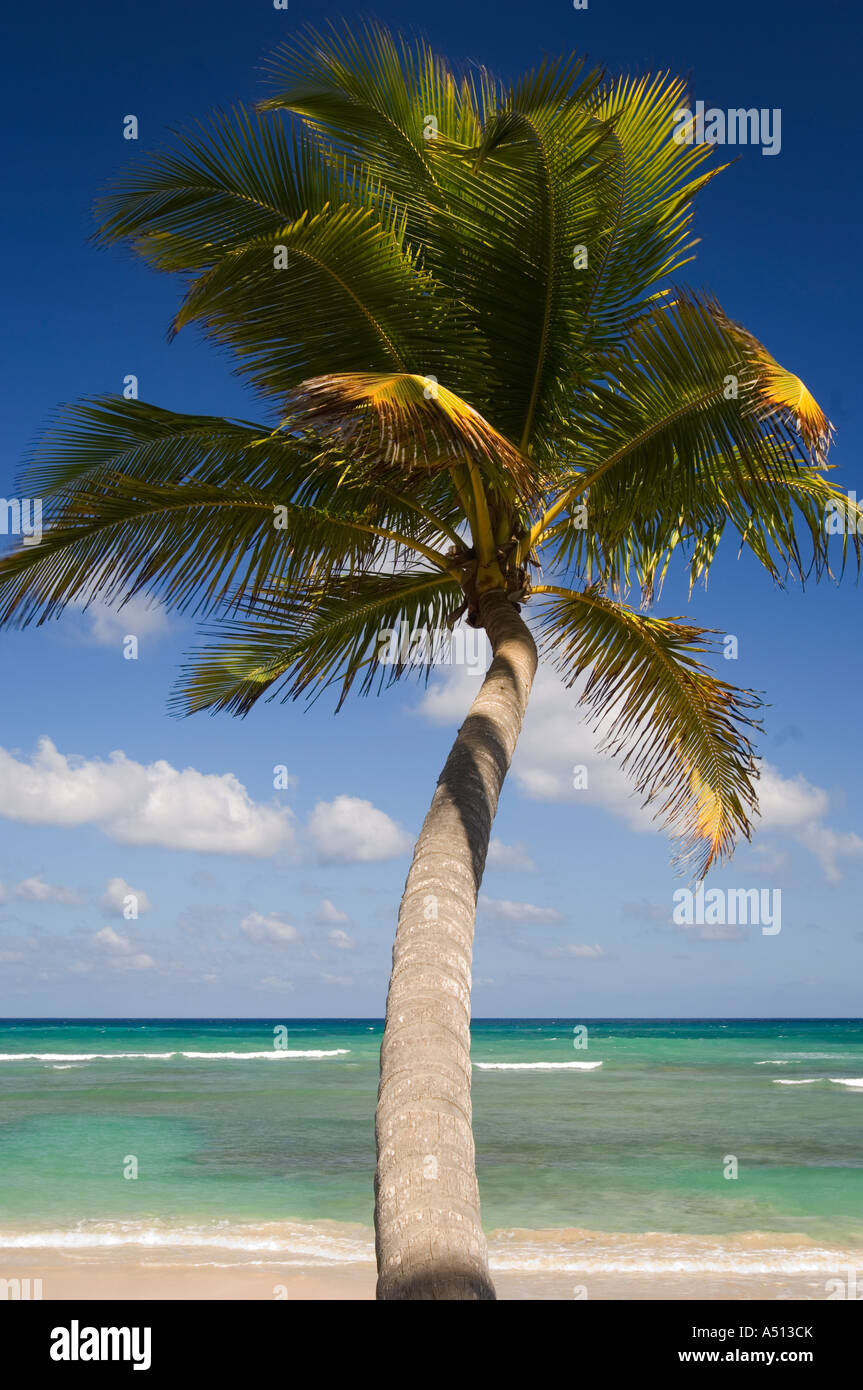 Palm Tree sulla spiaggia di Uvero alto vicino a Playa Del Macao a Punta Cana nella Repubblica Dominicana Foto Stock