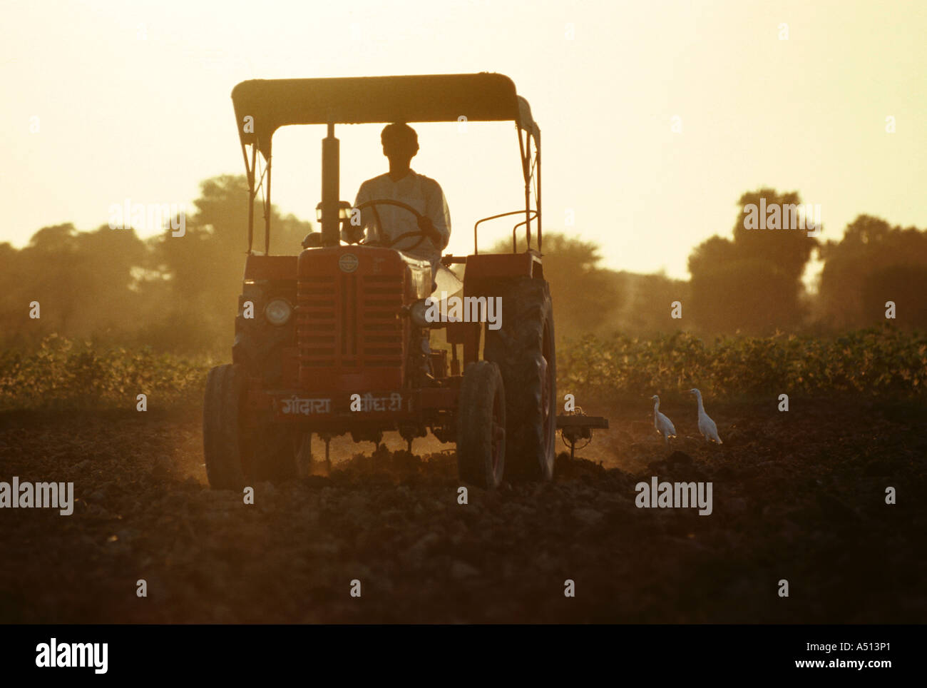 Contadino al lavoro sul trattore Rajasthan Foto Stock