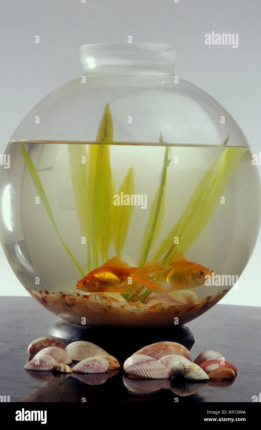 Pesci all'interno di un contenitore in vetro Foto Stock