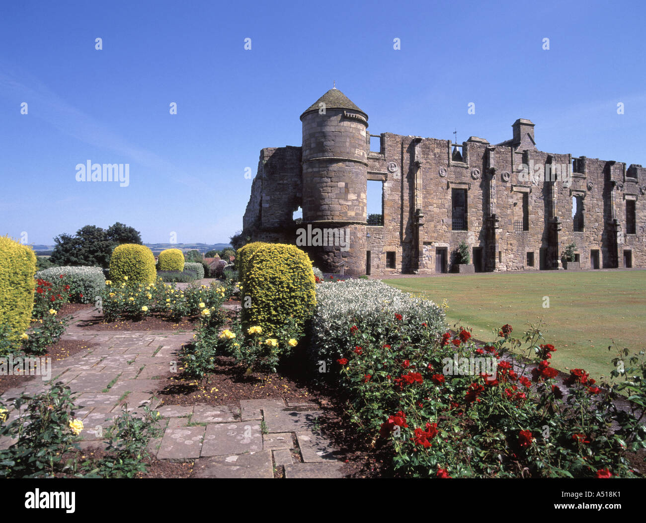 Le Rose in fiore in giardini presso le rovine del castello di nerezza pianificato antico monumento a cura del centro storico di Scozia con Firth of Forth distante Falkirk Regno Unito Foto Stock