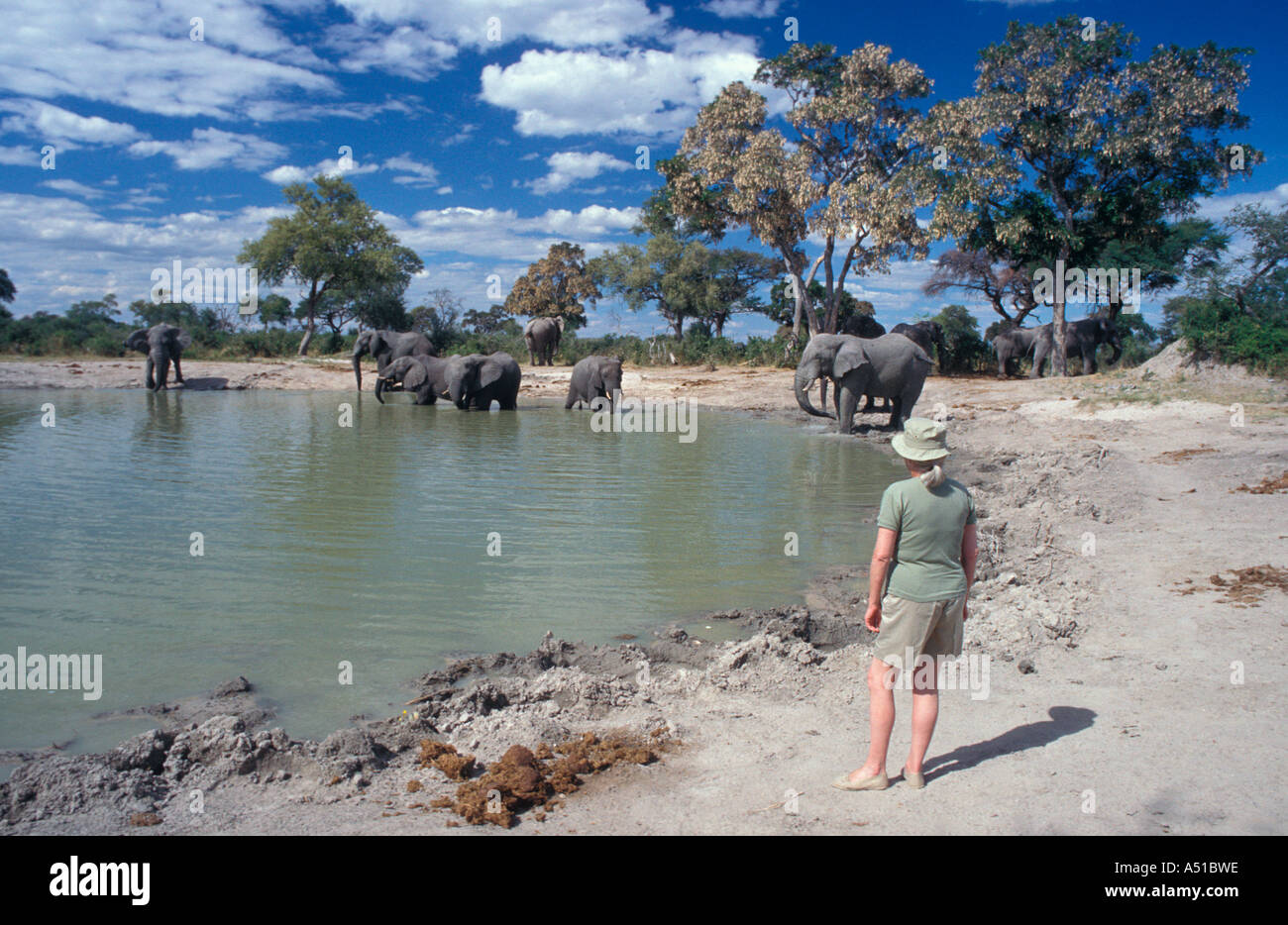 Tourist watching elefante al foro di acqua Chobe National Park Botswana Africa Foto Stock