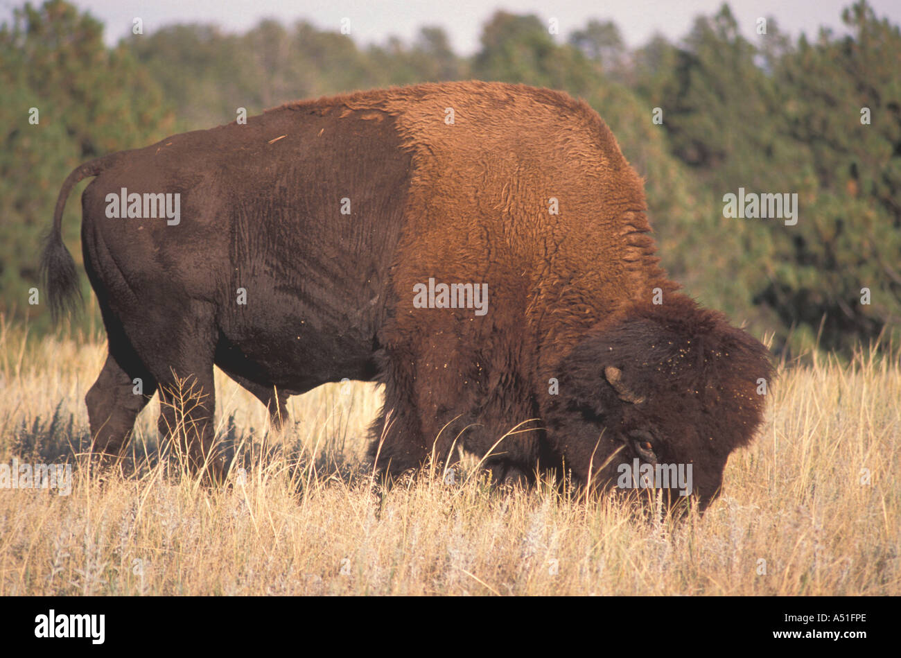 Animali bisonti americani buffalo feroce occhio closeup ritratto Foto Stock