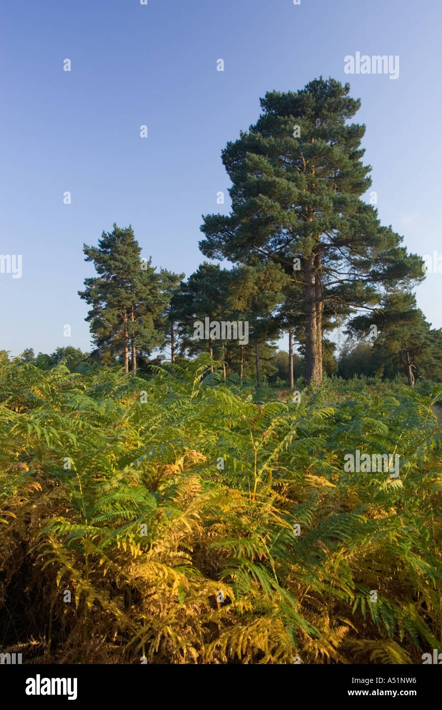 Knettishall Heath nel Suffolk, Regno Unito Foto Stock