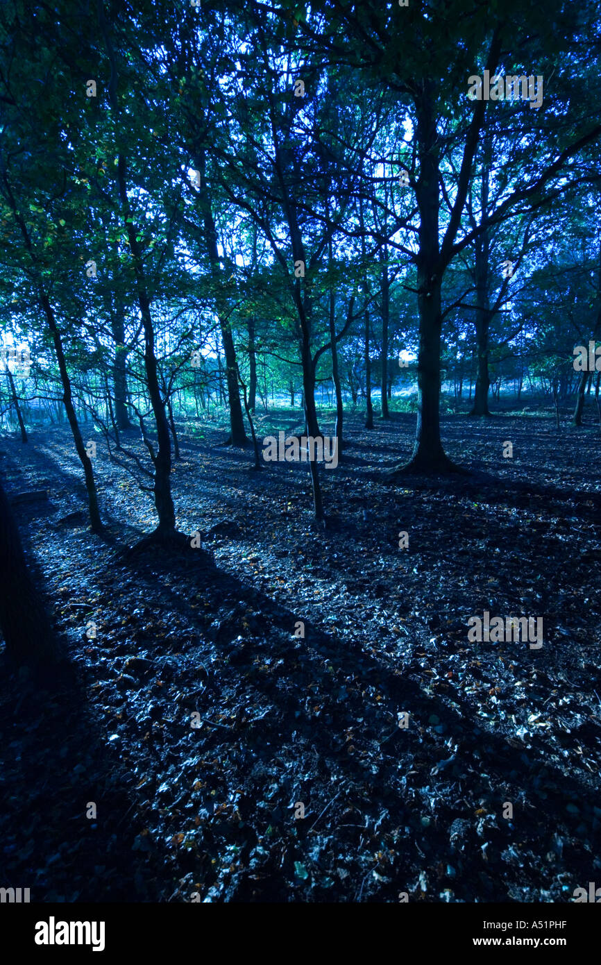 Bosco in serata nel Suffolk, Regno Unito Foto Stock