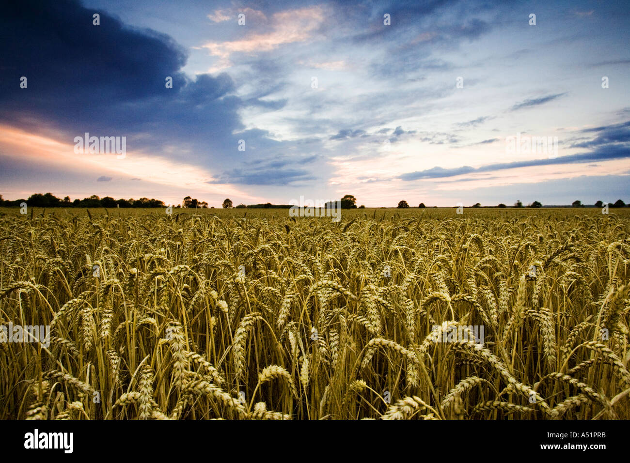 Un campo di grano in Suffolk, Regno Unito Foto Stock