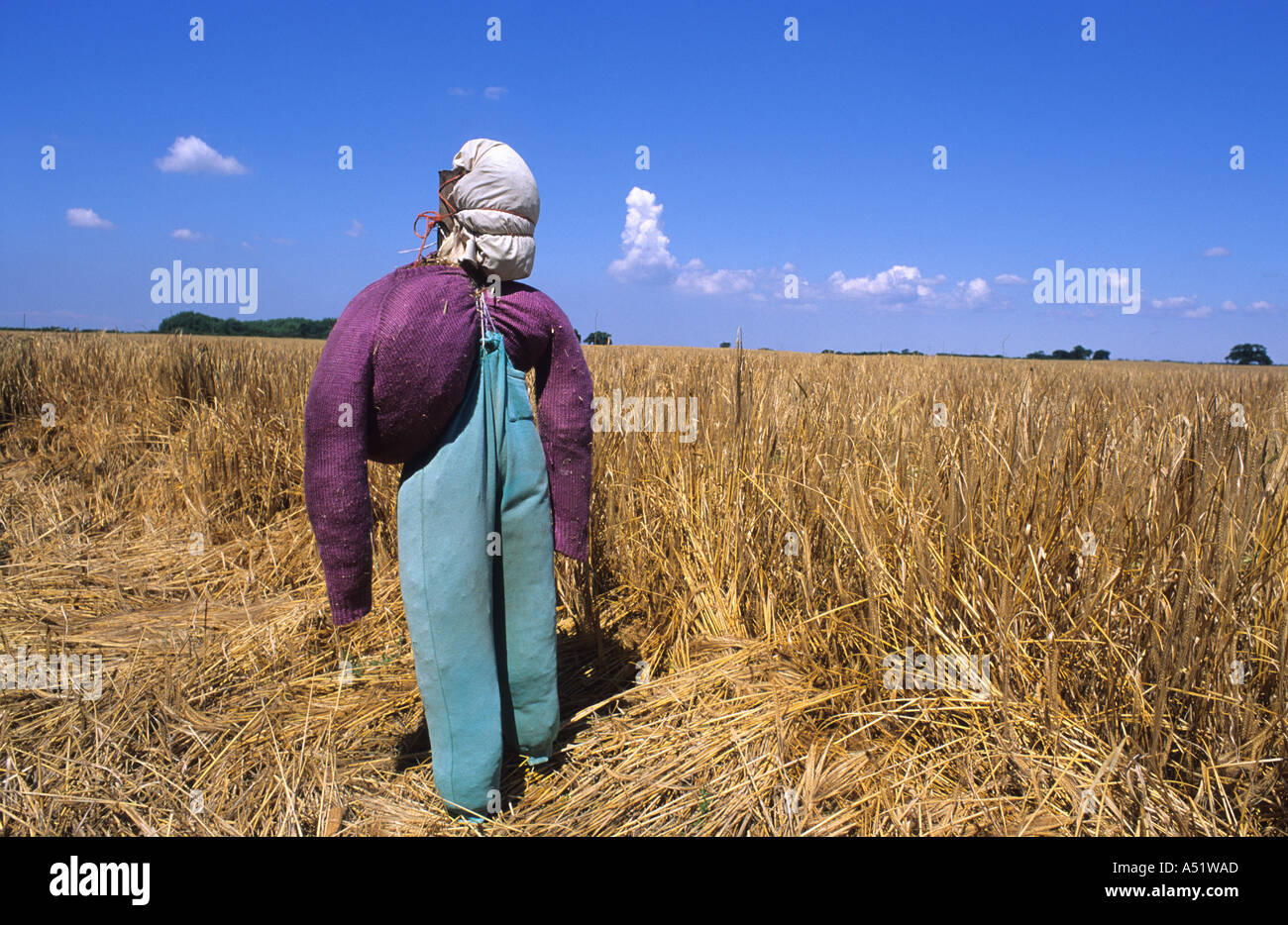 Lo spaventapasseri messo in campo per spaventare gli uccelli lontano dal campo di grano Yorkshire Regno Unito Foto Stock