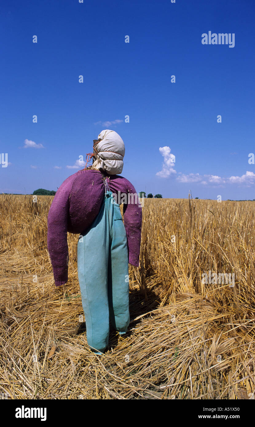 Lo spaventapasseri messo in campo per spaventare gli uccelli lontano dal campo di grano Yorkshire Regno Unito Foto Stock