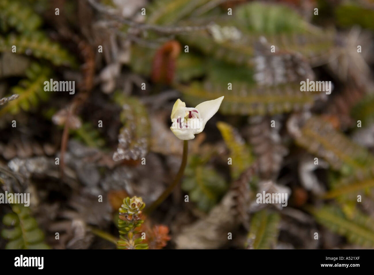 Cane Orchid Codonorchis lessonii isole Falkland impianto Foto Stock