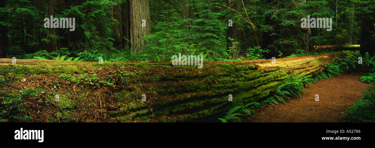 Questo è il Jedediah Smith Redwood State Park si mostra il gigante crescita vecchio redwoods che sono circa 2500 anni vi è un Foto Stock