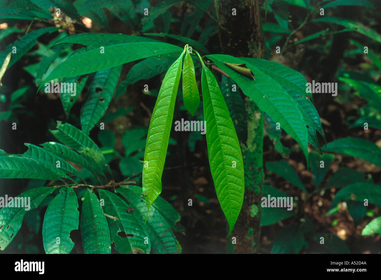 Pende verdi brillanti giovani foglie nel sottobosco della foresta pluviale tropicale nella regione di Loreto, provincia di Maynas, Perù. Foto Stock