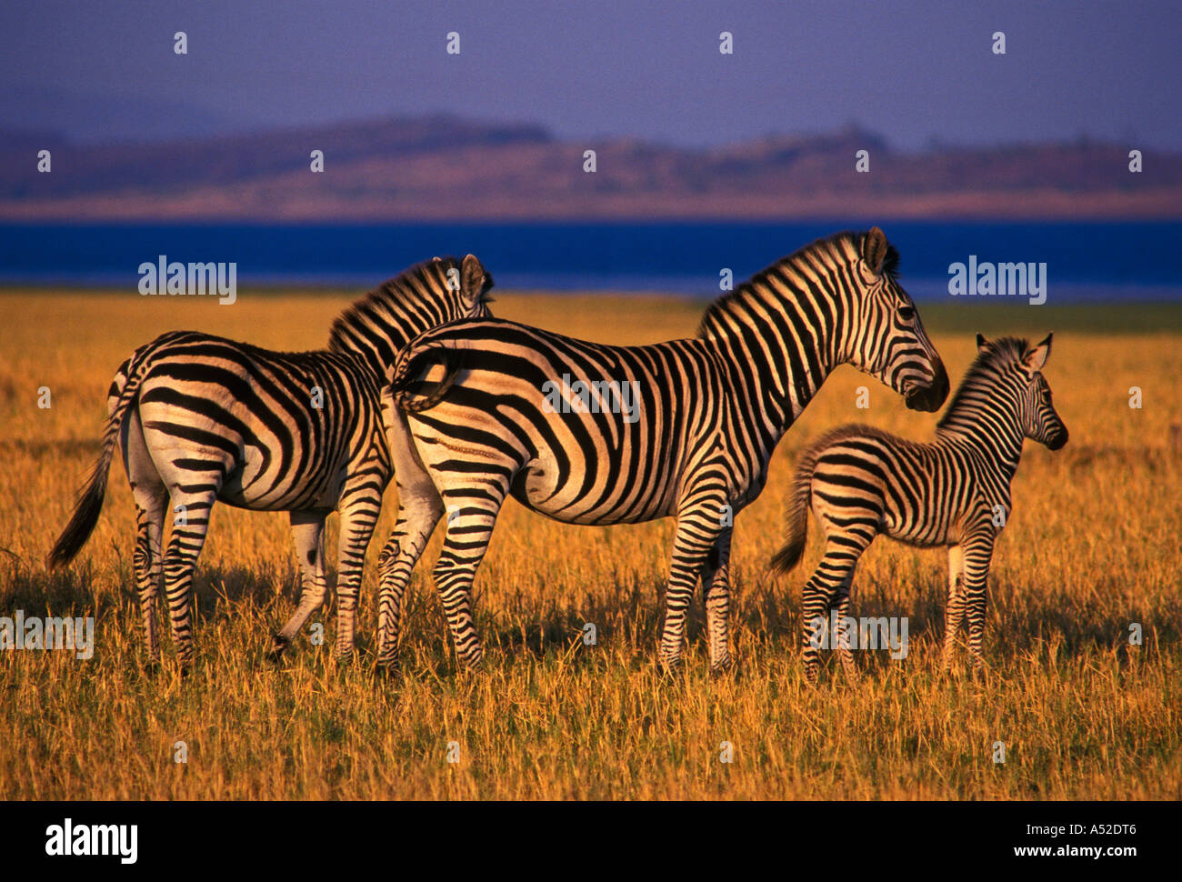 La Burchell zebra, Bumi area collinare, lago Kariba, Mashonaland occidentale provincia, Zimbabwe Africa Foto Stock