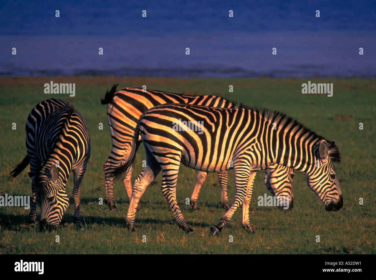La Burchell zebra, Bumi area collinare, lago Kariba, Mashonaland occidentale provincia, Zimbabwe Africa Foto Stock