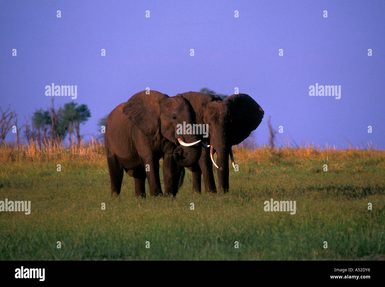 Elefante africano Loxodonta africana, Bumi area collinare, il lago Kariba, Mashonaland occidentale provincia, Zimbabwe Foto Stock