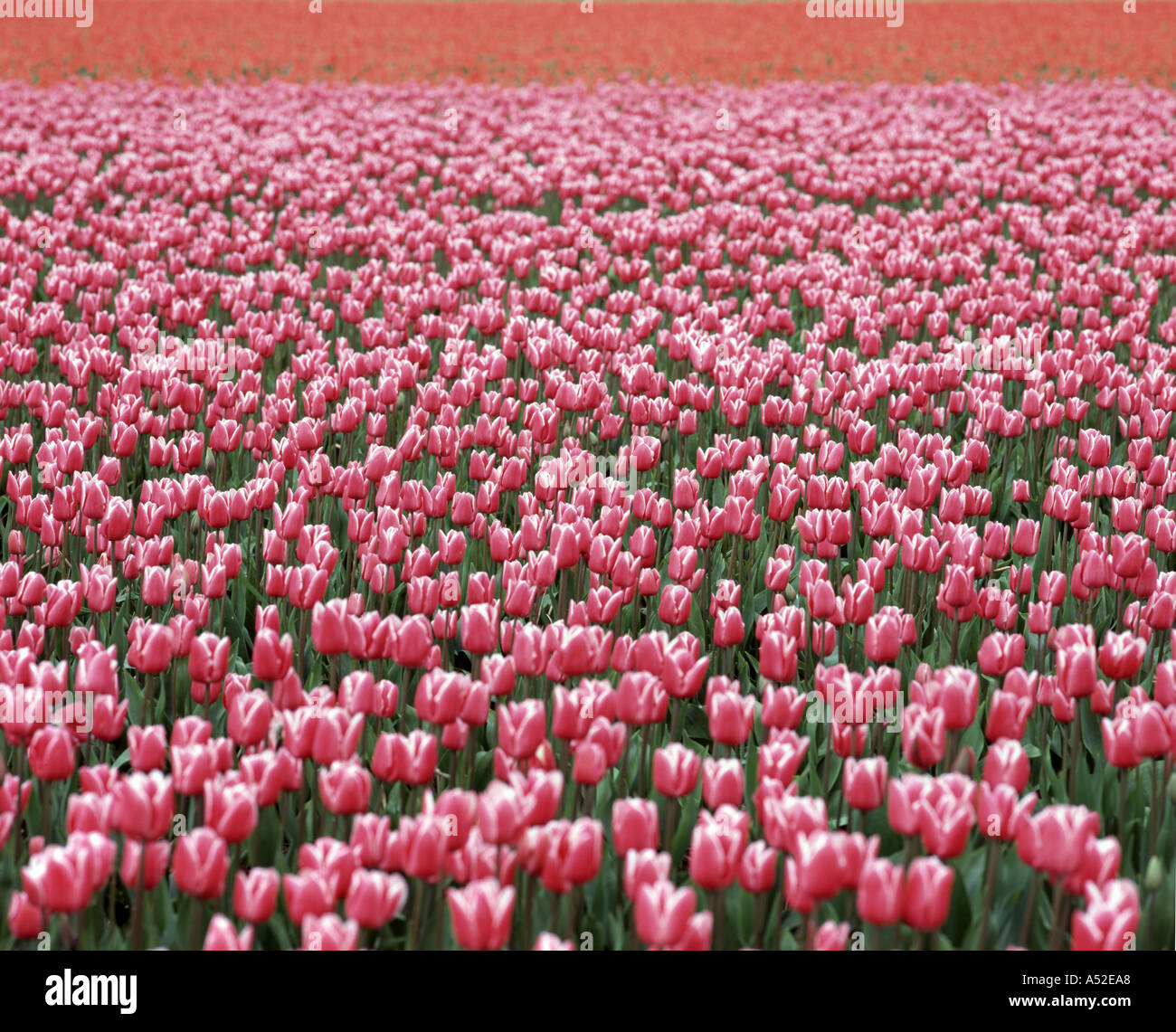Campo di colore rosa e bianco tulipani con una riga arancione in background Foto Stock