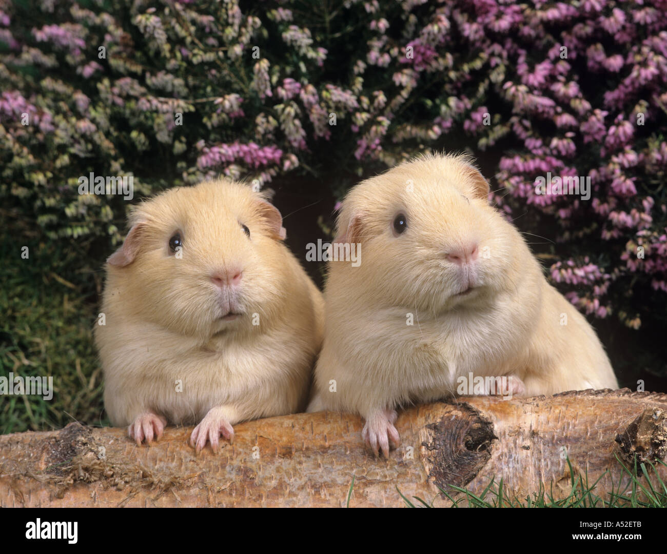 La crema cavie in coppia con heather sfondo floreale Foto Stock