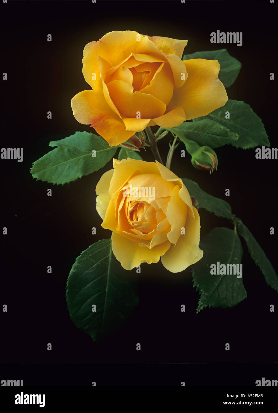 Rosa gialla Molineux inglese 1994 Disposizione su nero Foto Stock