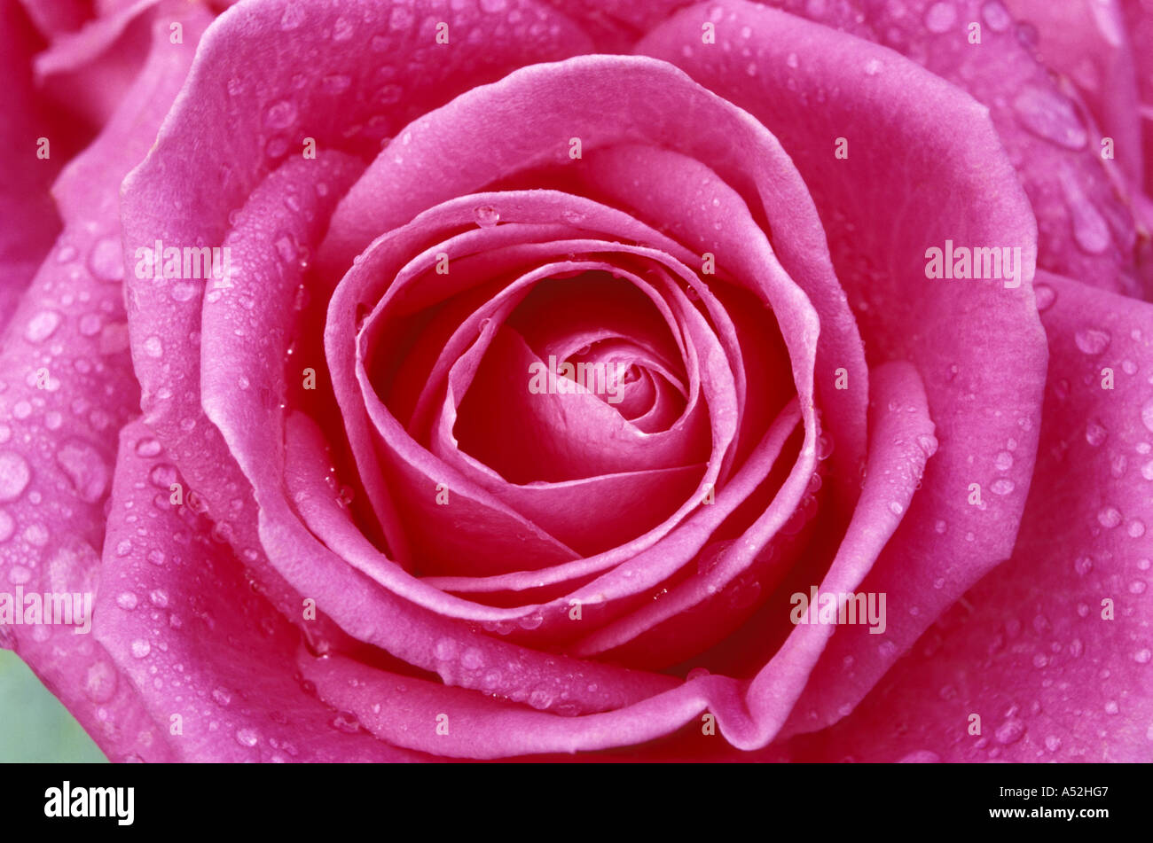 "Rosa Aqua" . Close up rosa rosa con goccioline di acqua dopo il ghiaccio si è fuso. Foto Stock