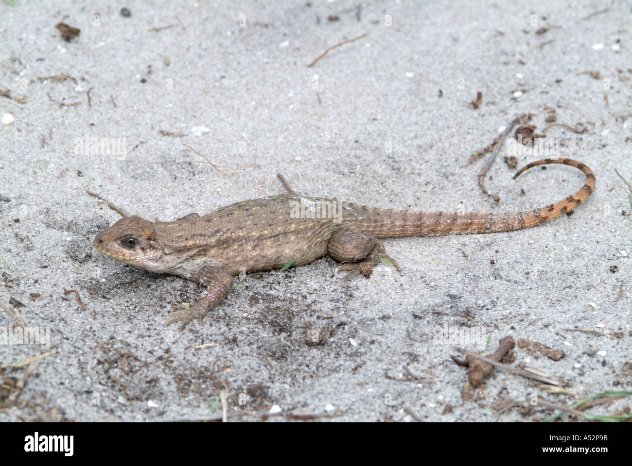 Ricci carinate Tailed Lizard Leiocephalus carinatus lucertole rettili Foto Stock