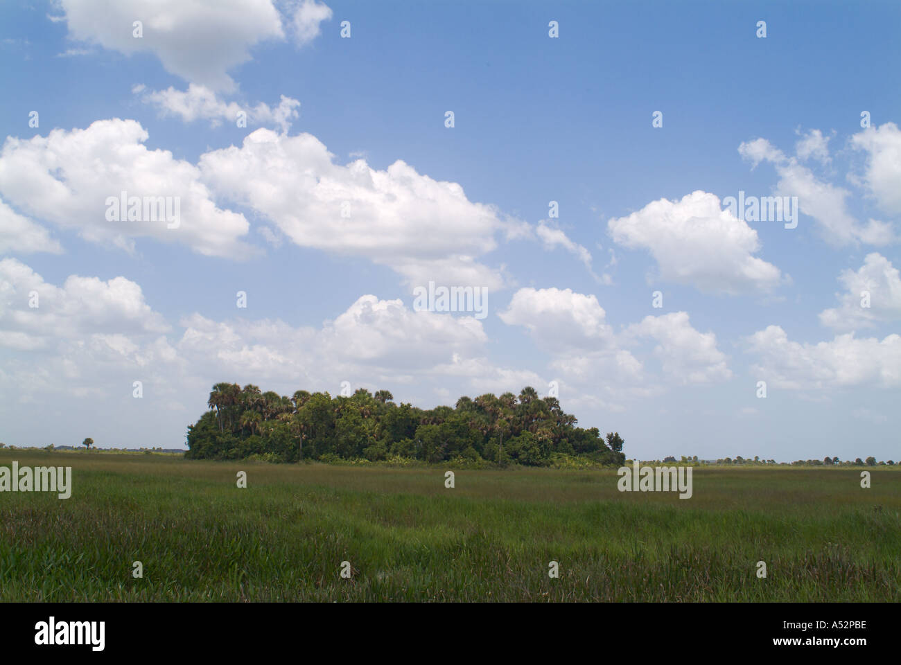 Kissimmee Prairie preservare il Parco Statale parchi della Florida Foto Stock