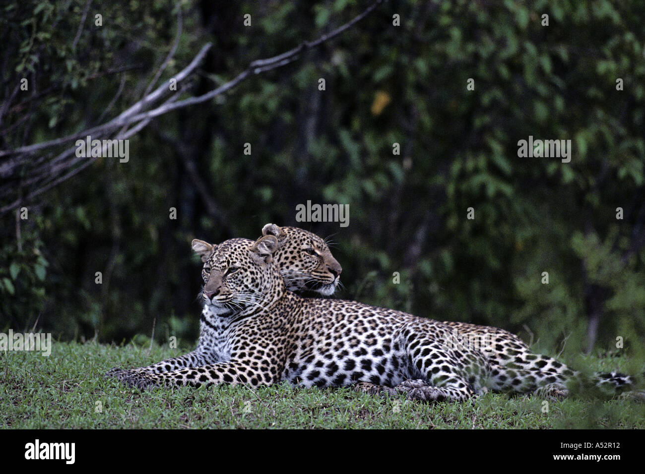 Kenia Masai Mara Game Reserve femmina adulta Leopard Panthera pardus con adolescente di sesso maschile prole dal fiume Telek Foto Stock