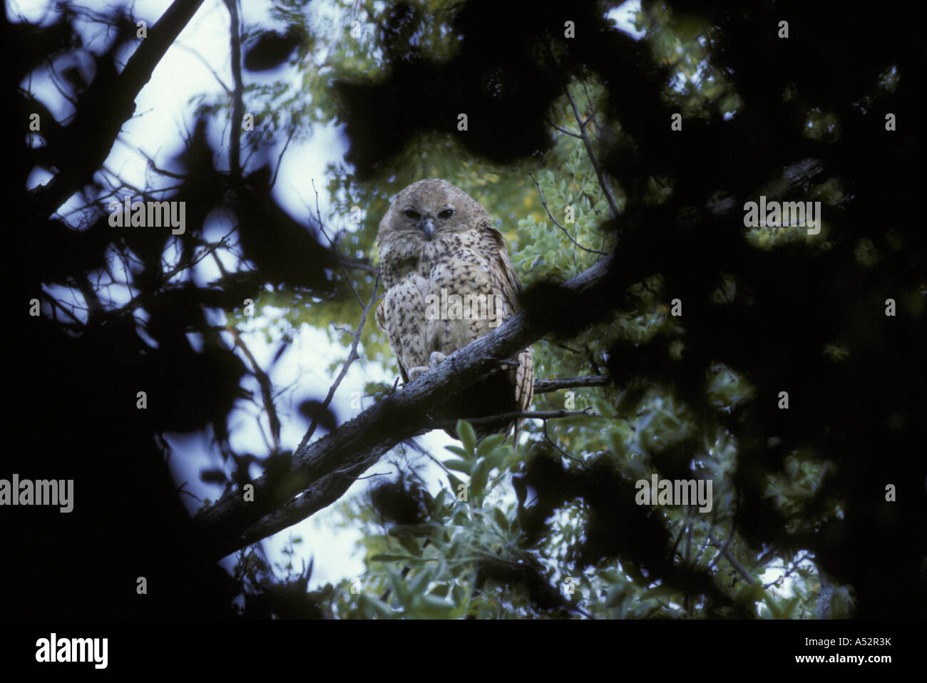 Pel Fishing Owl Scotopelia peli Okavango Botswana Foto Stock
