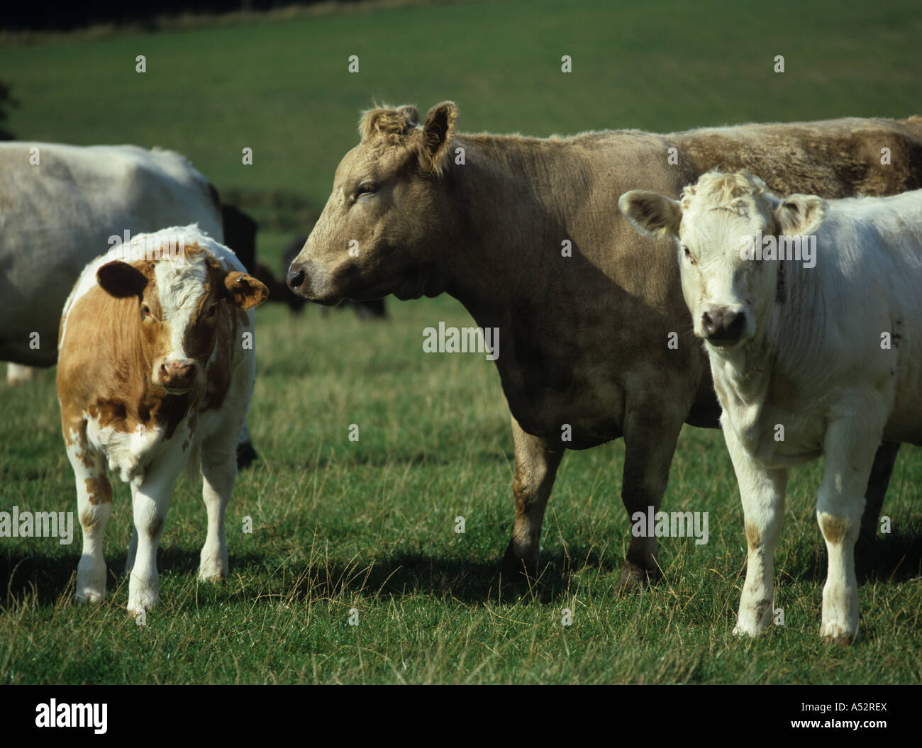 Charolais cross mucca con grandi vacche vitelli Oxfordshire Foto Stock
