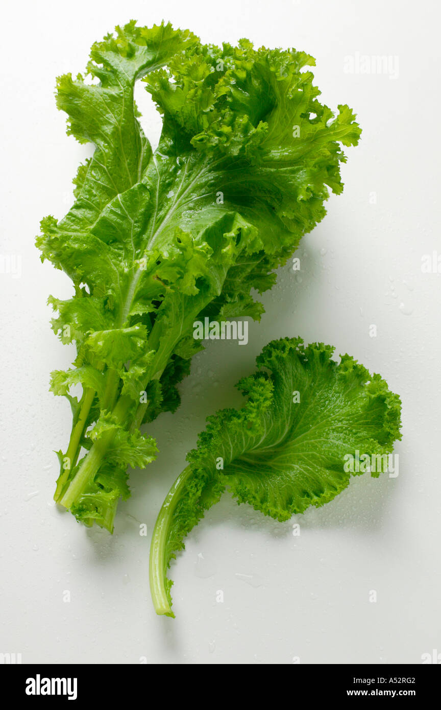 La senape verdi con foglie di ricci Foto Stock